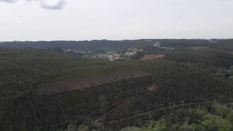 Vista-Aérea-De-Una-Plantación-De-Eucalipto-En-La-Cima-De-Una-Colina-Para-La-Industria-Del-Papel