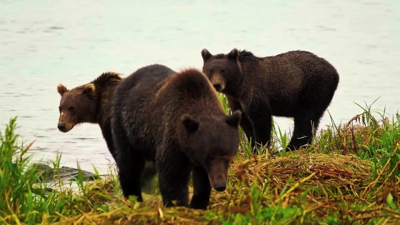 A breathtaking cinematic medium telephoto wildlife shot capturing two massive Alaskan coastal brown bears actively foraging and interacting along a lush green riverbank.