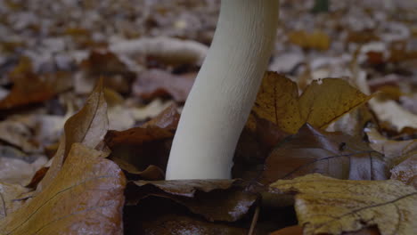 white mushroom growing from forest floor amidst fallen autumn leaves