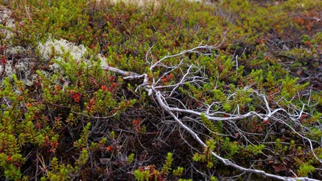 la tundra ártica, la hermosa naturaleza, el paisaje natural de noruega.