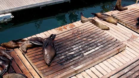 Foto-Panorámica-De-Lobos-Marinos-Del-Cabo-Perezosos-En-Una-Plataforma-De-Madera,-Horneándose-Al-Sol