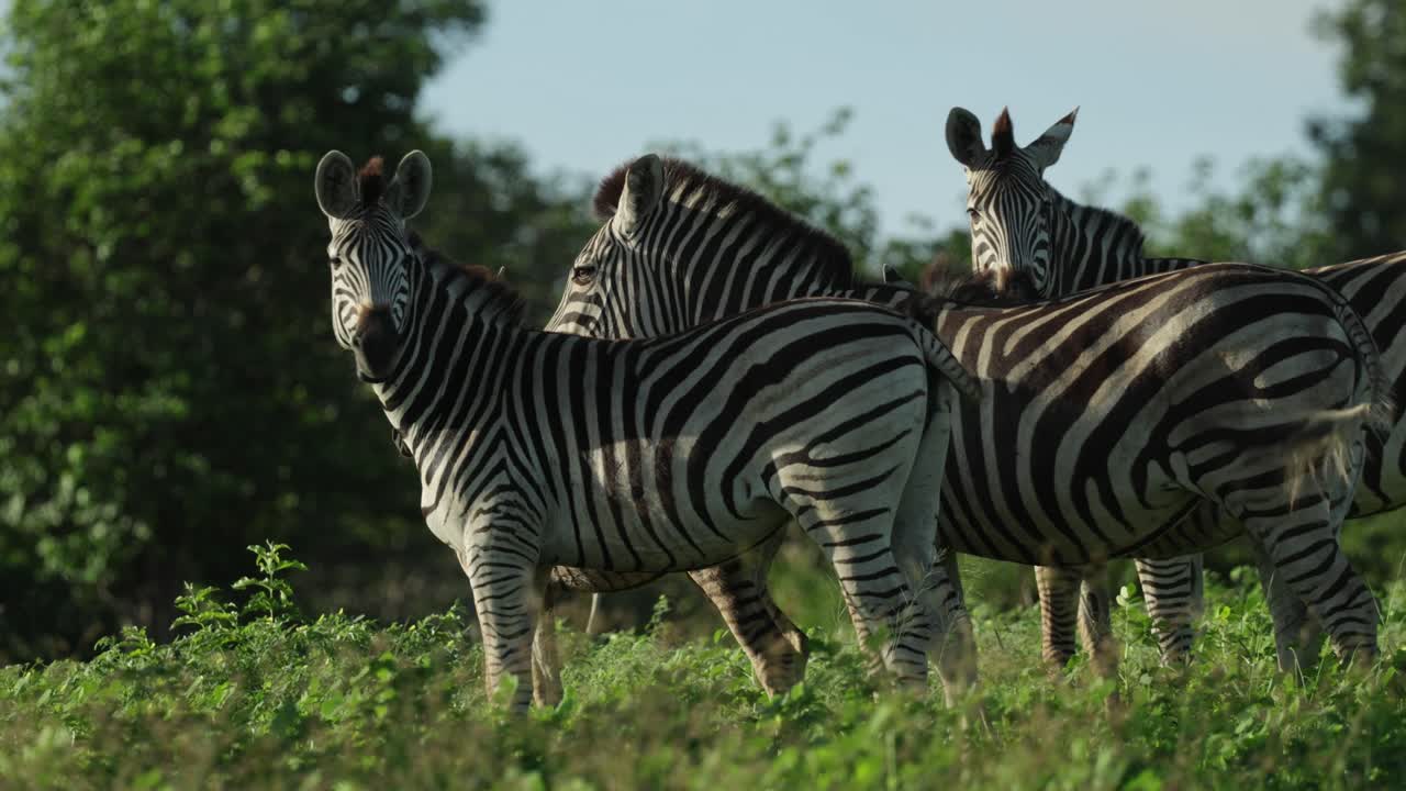 Halvnært billede af en flok Steppezebraer, der står tæt sammen i det grønne sommerlandskab, Chobe Nationalpark