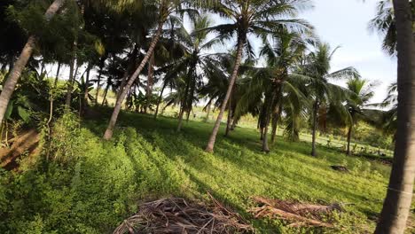 lush tropical landscape with coconut palm trees