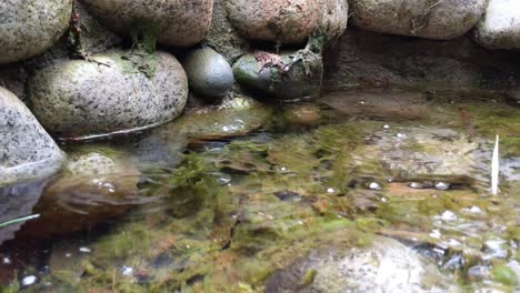 natural springs at mount rainier national park on the longmire trail, methane bubbles, carbon dioxide, sulfur smell, non-potable water