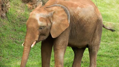 elefante 13