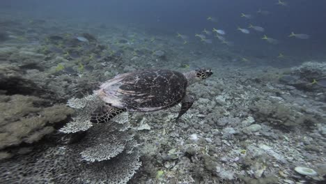 una tortuga de mar se desliza sobre el arrecife de coral del océano profundo, con la cámara siguiendo de cerca detrás