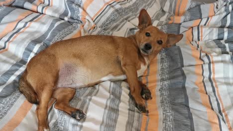 video of dog trying to sleep after a long dog walk but being awoken by the owner