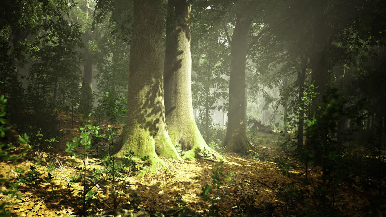 Majestic trees basking in soft sunlight in an enchanting forest space