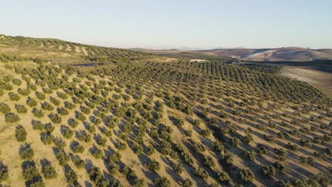 Vista-Panorámica-Aérea-De-Un-Campo-De-Olivos-En-El-Sur-De-España-Durante-La-Hora-Dorada