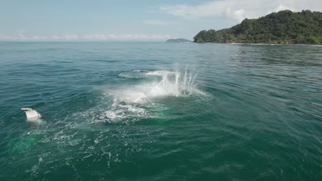 mother and baby whale slapping water fin tail costa rica
