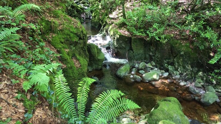 Lugares épicos de Irlanda: helechos de bosque salvaje y cascadas, Río Mahon, Waterford