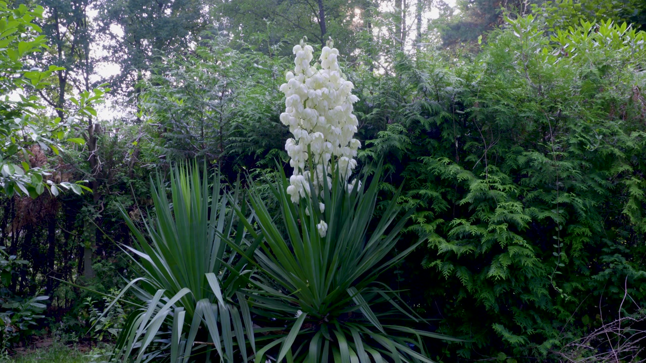 Çiçek Açan Yabani Yucca Bitkisi