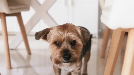 un pequeño yorkshire terrier caminando curiosamente bajo la mesa