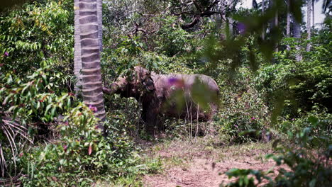 Solitary-asian-elephant-grazing-in-bushes-of-tropical-jungle,-Thailand