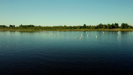 drone aerial view pullback shot with distant swans on lake