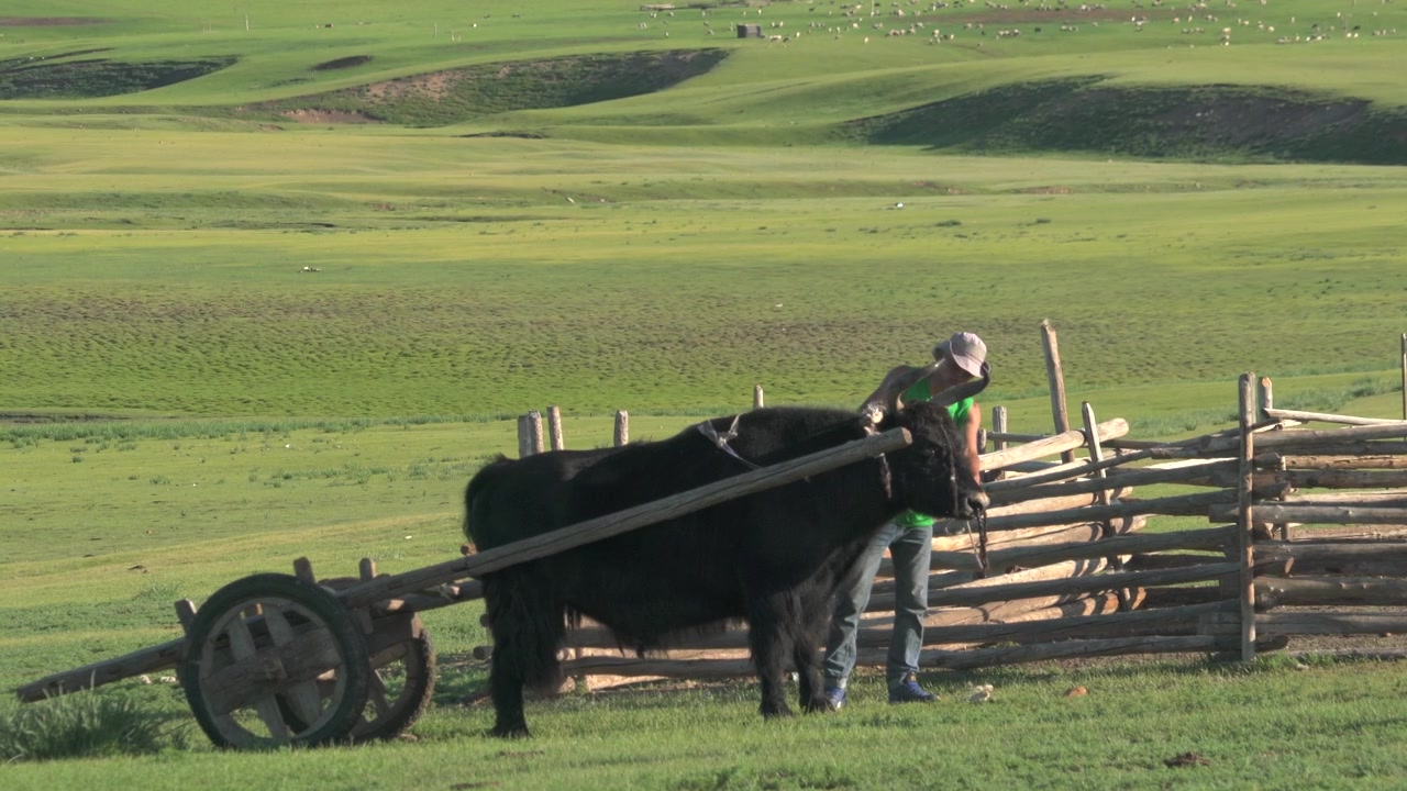 Pastore mongolo che aggioga uno yak a un tradizionale carro di legno