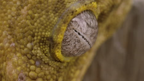 extreme macro of new caledonian gecko eyeball