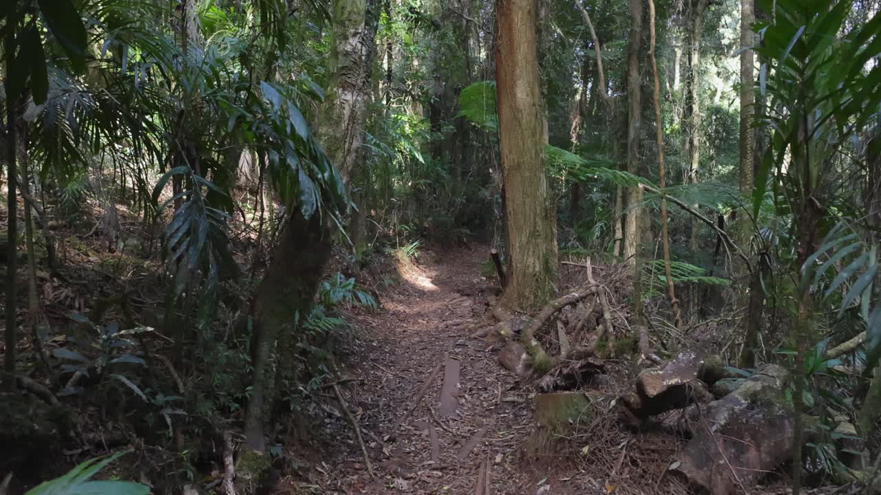 un tranquilo paseo por el exuberante bosque tropical