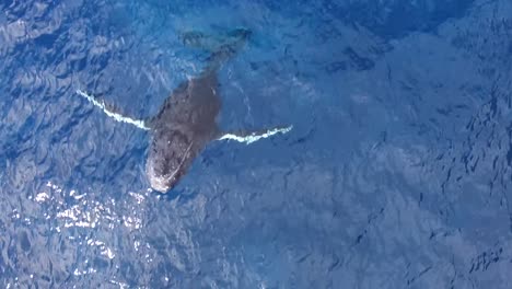 huge humpback whale with big flippers jumping out of water, very close aerial shot