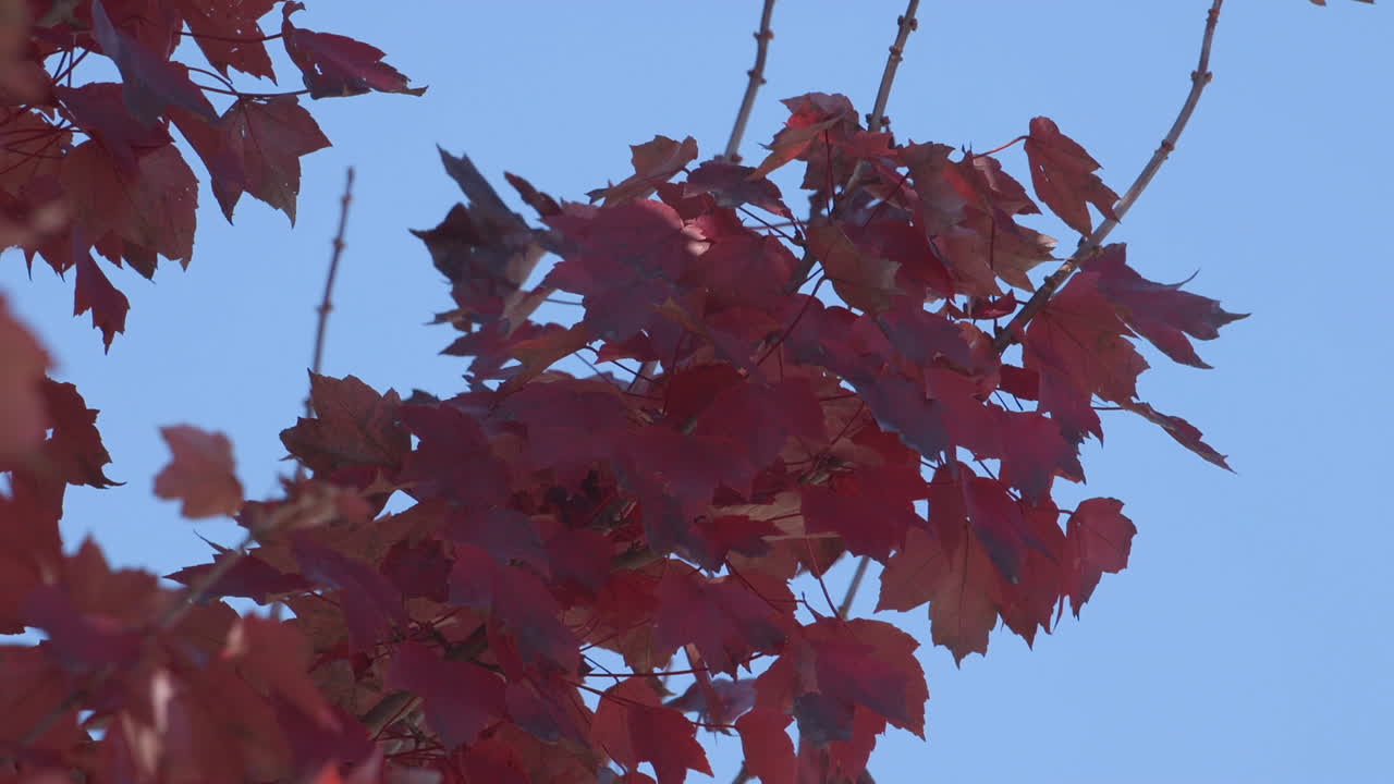 Tree branch with red and orange autumn leaves against a light blue sky. Slow motion.