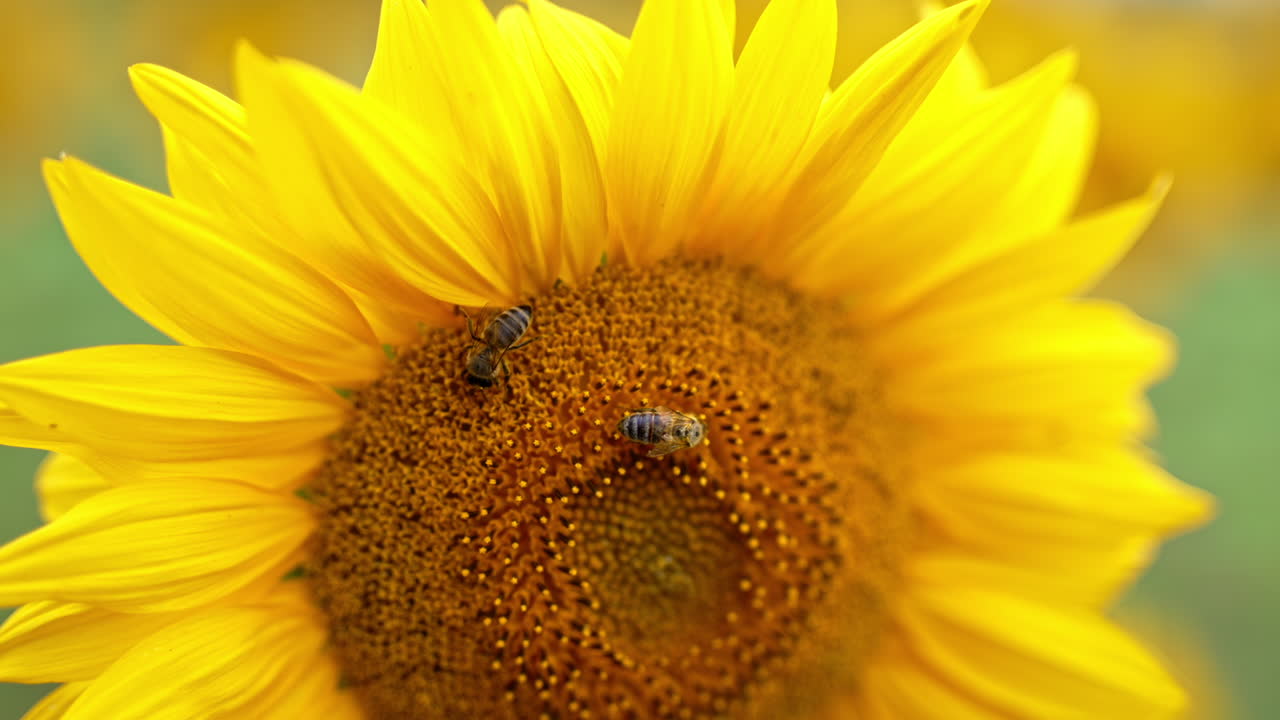 Two bees collecting nectar on the yellow seed flower. Honey insects working hard on the sunflower close up. Blurred backdrop.