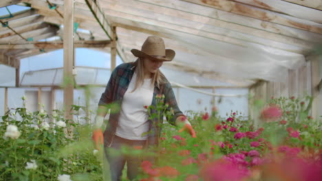 A-female-gardener-is-walking-in-a-gloved-greenhouse-watching-and-controlling-roses-grown-for-her-small-business.-Florist-girl-walks-on-a-greenhouse-and-touches-flowers-with-her-hands