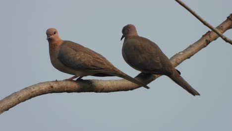 laughing dove in tree - two