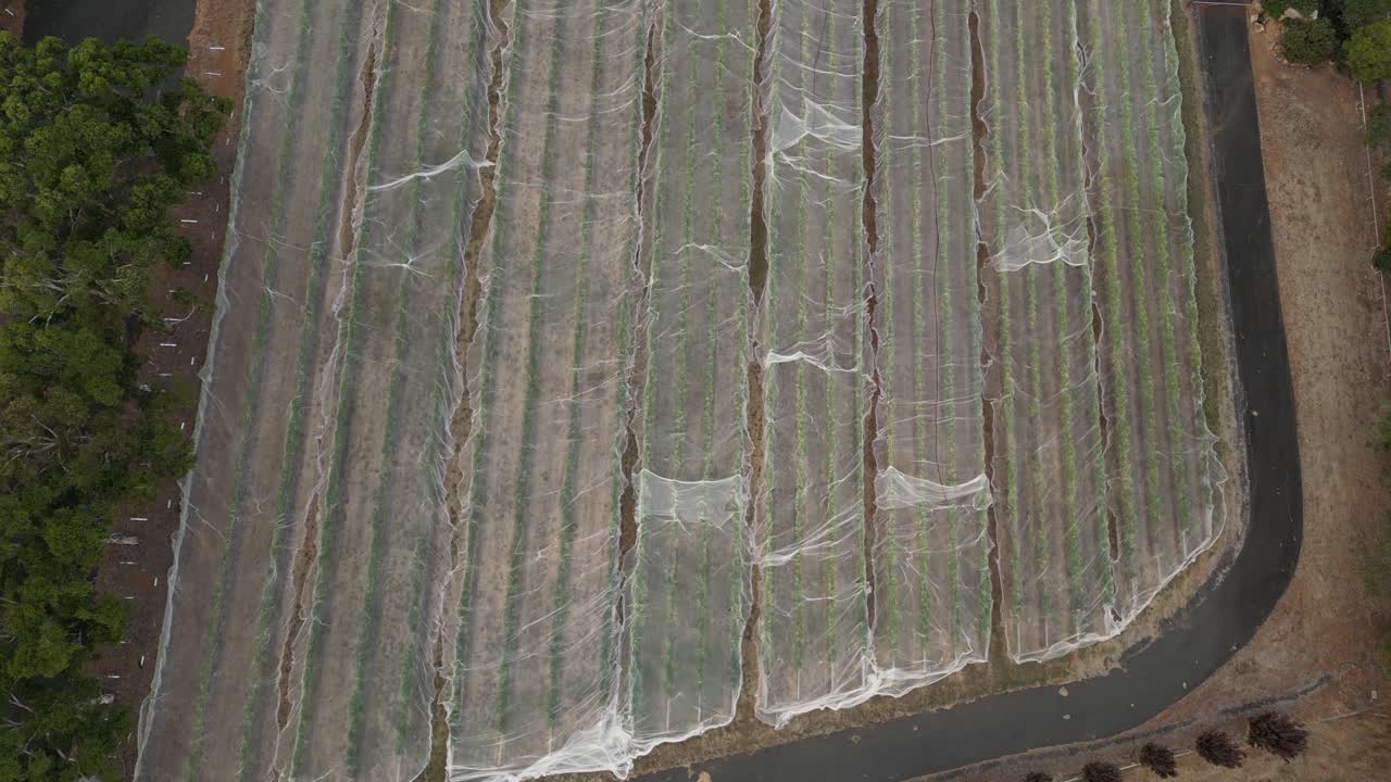 Overhead View Of Vineyard In Western Australia, Netting On Vines, Wine Industry
