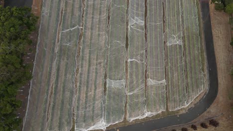 Overhead-View-Of-Vineyard-In-Western-Australia,-Netting-On-Vines,-Wine-Industry