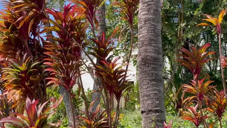 Three-little-birds-sitting-on-a-tropical-ti-plant-in-Hawaii-and-then-flying-off-to-a-nearby-tree