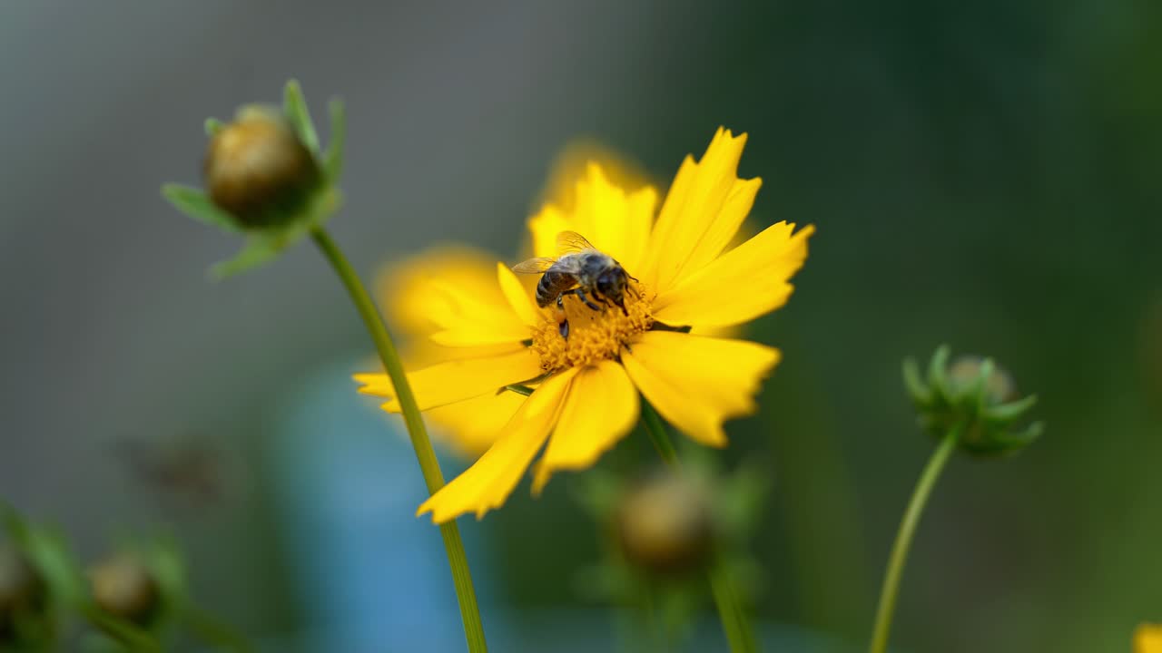 Nice summer flowers. Coreopsis