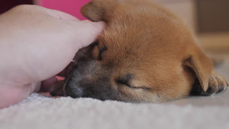 Comforting-and-petting-a-tired-cute-little-red-shiba-inu-puppy-sleeping-soundly-on-the-floor