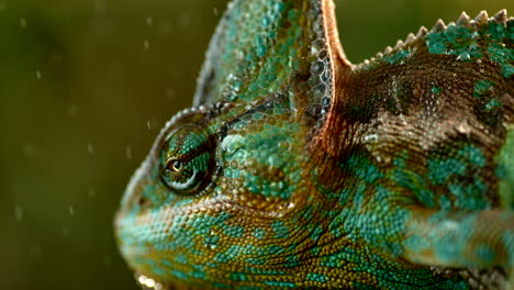 Chameleon-in-rainforest-shot-at-1000fps