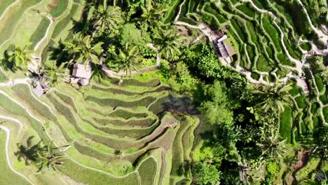 drone slowing flying over tegallalang rice terrace