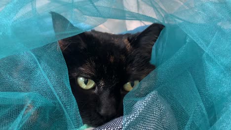 senior tortie cat enjoying a cover of blue tulle