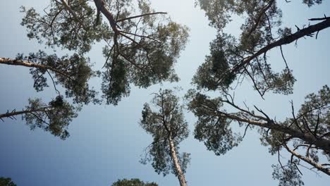 Copas-De-Los-árboles-Bosque-De-Agujas-Desde-Abajo-Documental-B-Roll-Cámara-Lenta