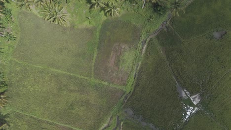 Campos-De-Arroz-Cerca-Del-Lago-Mainit,-Surigao-Del-Norte---Filipinas