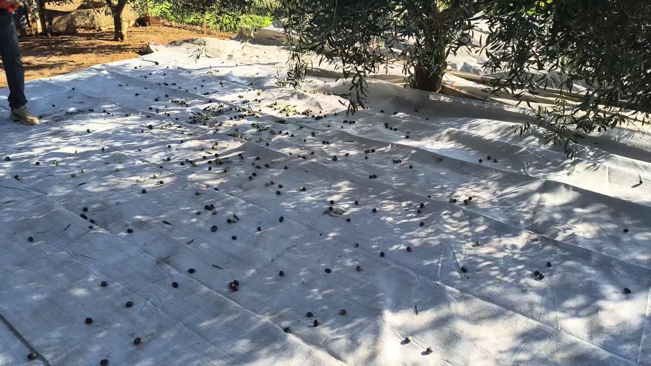 Olive Harvest Season, Olves Fall from Tree on Net with Machine Use