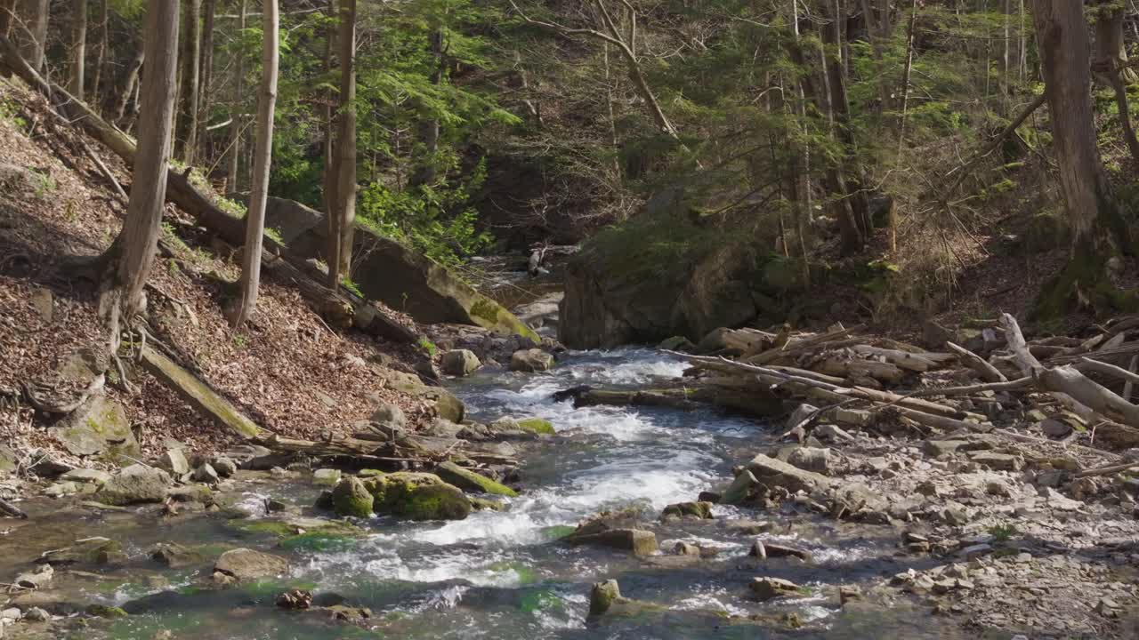 A serene forest stream flows gently over rocks surrounded by lush greenery
