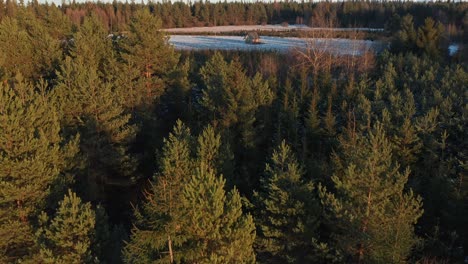 small wooden hut in podczerwone forest, poland