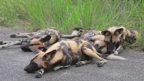 pack of endangered african wild dogs resting in breeze at roadside