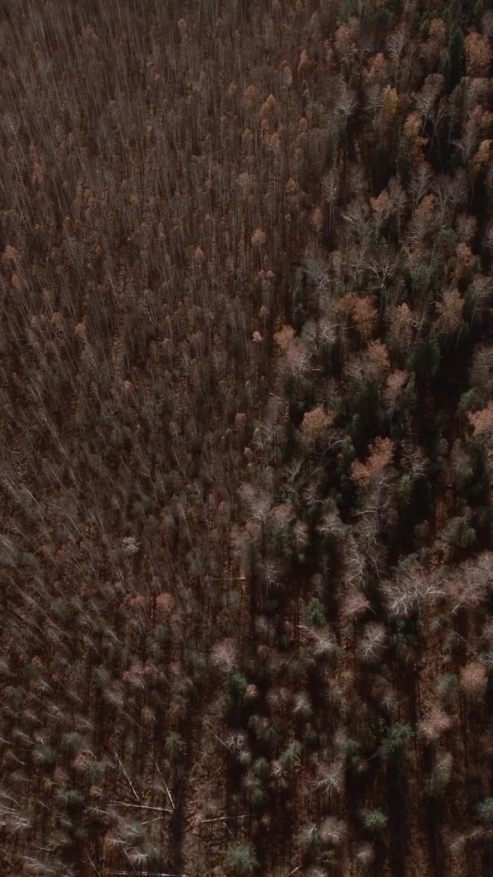 Vista aerea dall'alto di una vasta area boschiva nel tardo autunno, che mostra alberi decidui spogli e sempreverdi scuri in una suggestiva luce serale, ideale per immagini di natura e viaggio