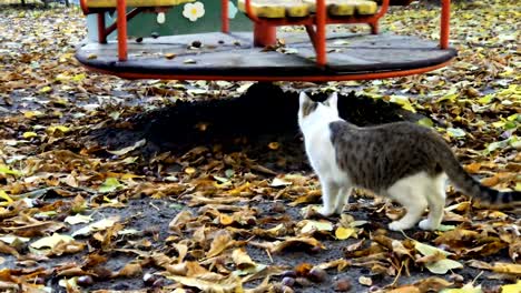 cat looks on the carousel on playground