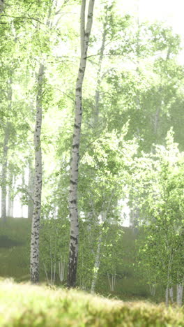 sunlight filtering through a birch forest