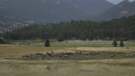 Heard-of-elk-grazing-in-mountain-valley