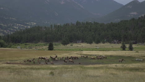 heard of elk grazing in mountain valley