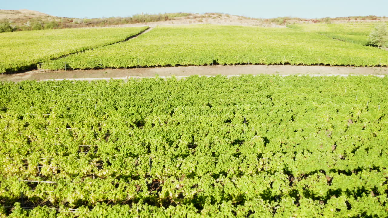 volando sobre el viñedo verde al atardecer
