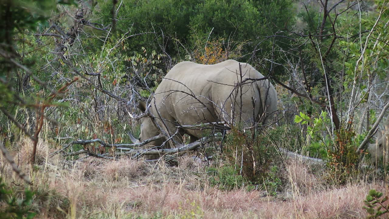 White rhinoceros in nature eating grass, branches in foreground, South Africa, Lesotho