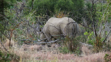 white rhinoceros in nature eating grass, branches in foreground, south africa, lesotho