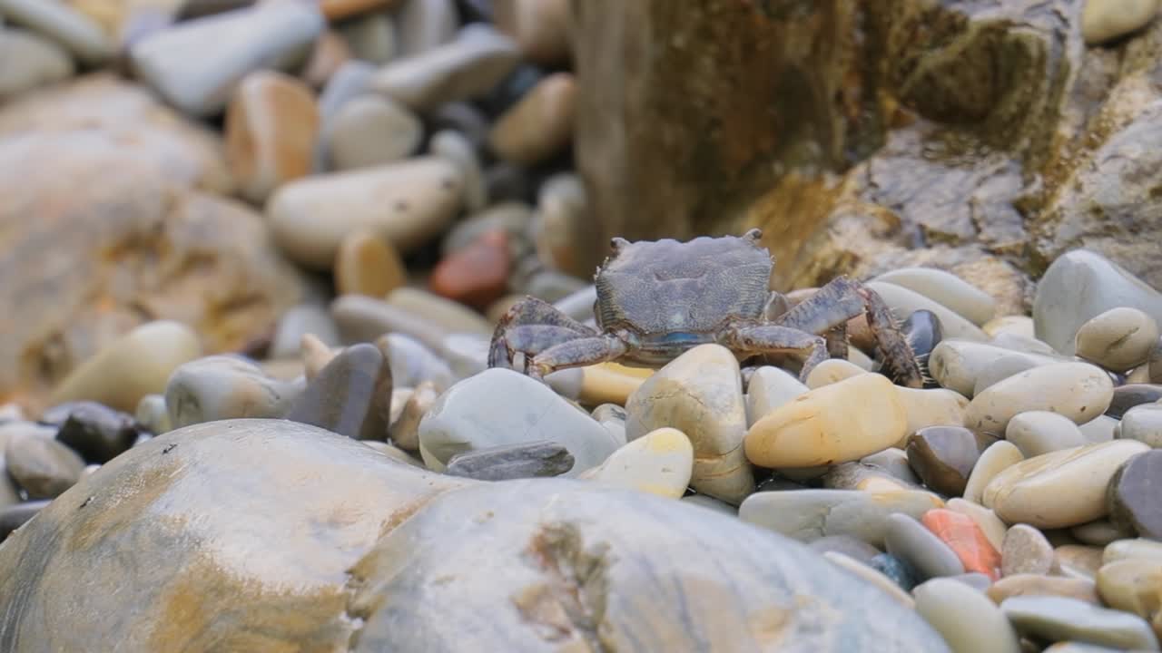 파키그라프스 마모라투스 (pachygrapsus marmoratus) 는 흑해, 지중해 및 대서양 일부에 사는 크라브의 일종으로, 때때로 대리석 크라브 또는 대리석 크라브라고 불립니다.